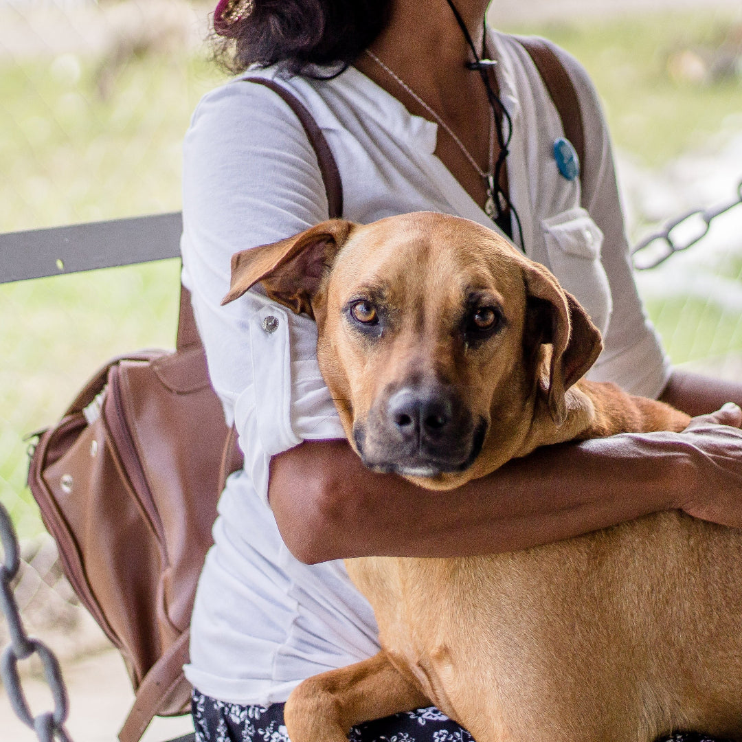 Supports Rescue Dogs